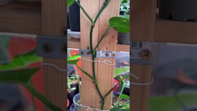 #комнатныерастения #plants #растениядома #растения #авызналиэто #лайфхак #лиана #эпипремнум #опора