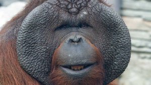 Животные тропиков в Новосибирском зоопарке