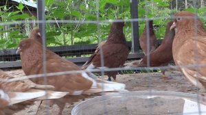 Голубятня  Подсобное Хозяйство имени Артема Сергеева