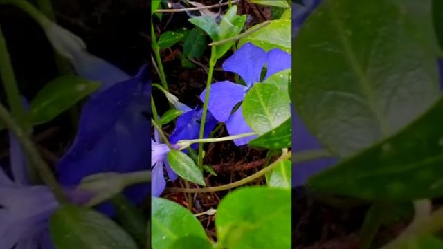 Барвинок. Дмитрий Шлапак смотреть онлайн