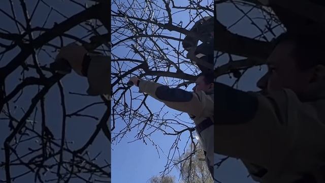 Формирование яблони. Первый сезон. Часть 2
