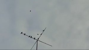 13.01.2025г Полёт Голубей Зухардина ч. 3