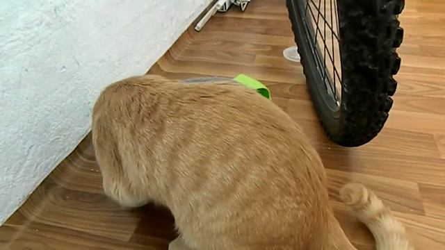 Кот пытается вытащить мышку из круга. смотреть онлайн