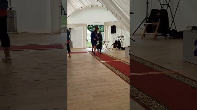 Выставка собак!) НО Кнут и Лабрадор Джуля)))#немецкаяовчарка #лабрадор #лабрадорретривер #выставка