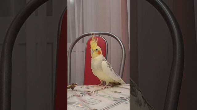 #корелла слушает музыку #parrot #corella #birds #попугай