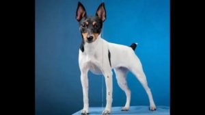 Американский той фокстерьер