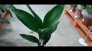 Аспидистра Элатиор