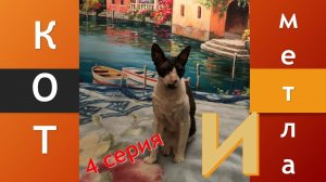 Корниш-рекс (Cornish Rex) Соник (4 серия) - МЕТЛА