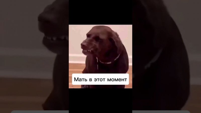 Карточка видео