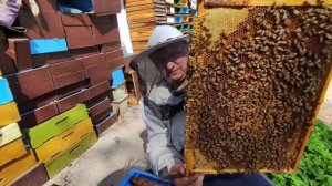 Пчелопакеты Бакфаст