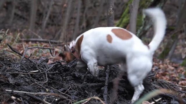 Прогулка с джек расселом к бобровой плотине смотреть онлайн