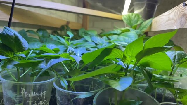 Как вырастить рассаду в квартире если мало места смотреть онлайн