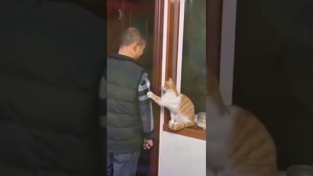 Котики - собачки