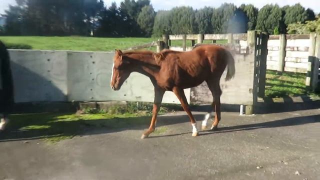 TROIKA 2017 043 смотреть онлайн