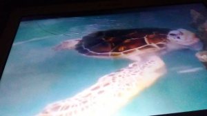 Крупный океанариум в Тайланде. Погружаемся в тайнственный подводный мир морских обитателей.