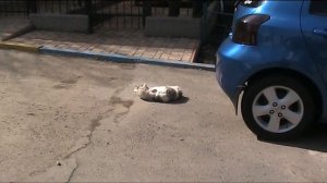 Кота переехала машина!