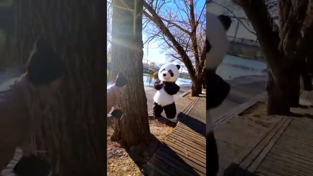 ПАНДА ИГРАЕТ В ПРЯТКИ смотреть онлайн