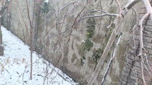 Омолаживающая обрезка плакучей яблони