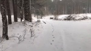 Экстрим прогулка в Крымском лесу