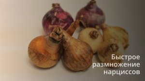 Быстрое размножение нарциссов