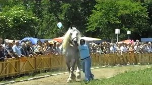 National Livestock Show   2010 Sliven  Bg  Stallion breed Haflinger Astor