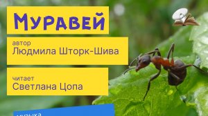 Мудрый муравей