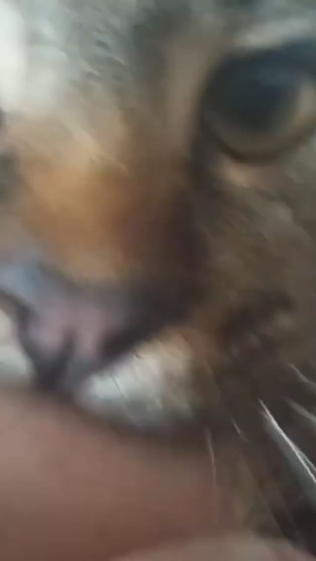 слюньтяй смотреть онлайн