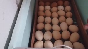 Использование инкубатора для вывода бройлеров