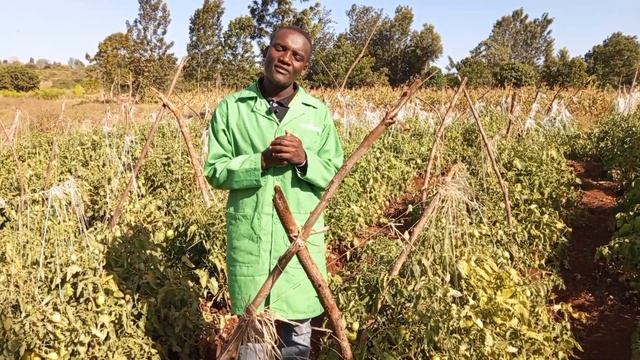 Easy management of a tomato farm for more produce