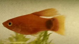 Пицилии герои романа