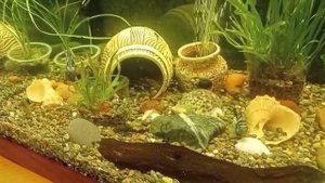 Сапфировые попугаи.