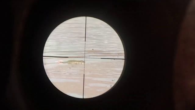 Berburu biawak Lumayan dapat dua ekor biawak sampai dirumah langsung kita kasih tetangga buat obat