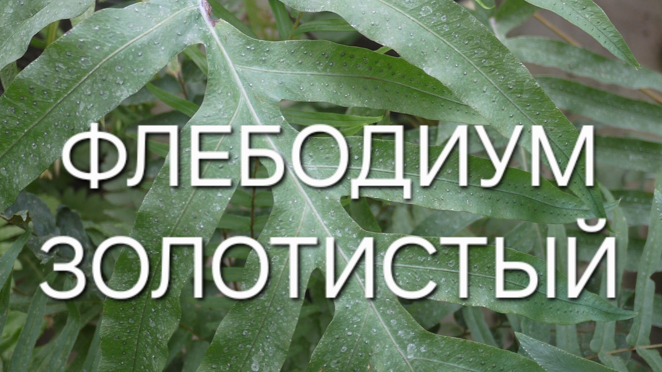 Флебодиум Золотистый спустя год , пересадка