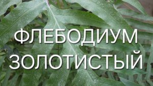 Флебодиум Золотистый спустя год , пересадка