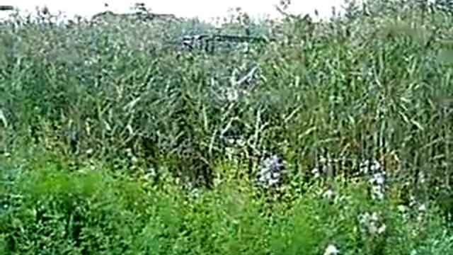 Камыши выше 2х метров смотреть онлайн