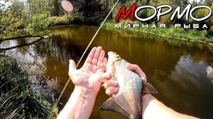 Осень - это не только хищник! Мормышинг наноджиг ультралайт