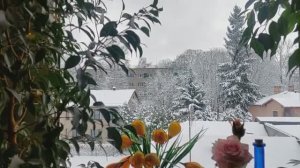 Влог Красавица Зима Покупки Сериал Филин.. Рената Смирнова. Рига 2025