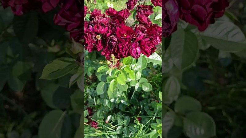 Malicorne  Маликорн Delbard Франция, 2006 Флорибунда (Floribunda)