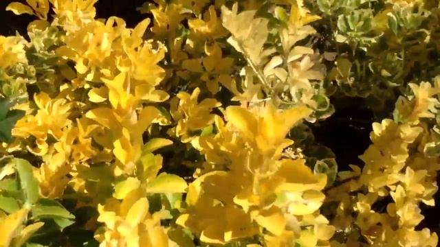 Gutierrez Nursery смотреть онлайн