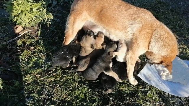 Огромная собака ощенилась на участке. Ворота готовы, а щенков теперь не выгонишь, жалко. смотреть онлайн