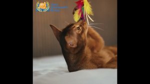 Мебельный центр Уют в Калининграде