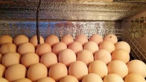 #ДЖЕРСИЙСКИЙ ГИГАНТ. ПРОФЕССИОНАЛЬНОЕ ИНКУБИРОВАНИЕ ЦЫПЛЯТ.