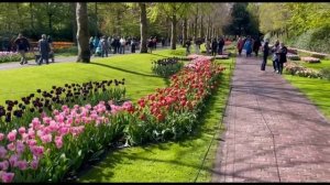 Тюльпаны 2024. Сад Тюльпанов 2 500 сортов . Тюльпановый РАЙ