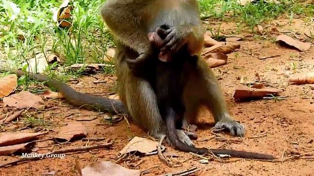Baby monkey Daniela near dead today, DeeDee drags baby monkey hit on hard stone смотреть онлайн