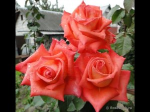 Фольклор Folklore Kordes Германия, 1977 Чайно-гибридные (Hybrid Tea)