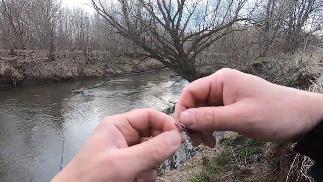 Необычная встреча с красноухой черепахой в северной части Волги. От куда здесь тепловодная черепаха?