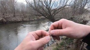 Необычная встреча с красноухой черепахой в северной части Волги. От куда здесь тепловодная черепаха?