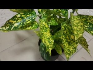 Аукуба золотая