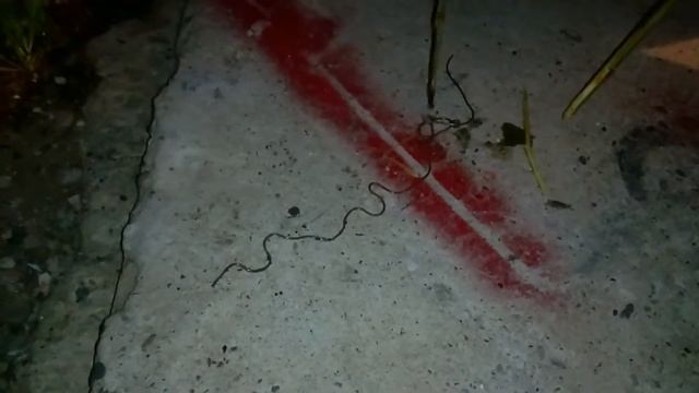 Glista iz skakavca смотреть онлайн