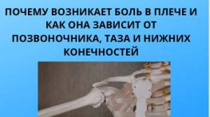 ПОЧЕМУ ВОЗНИКАЕТ БОЛЬ В ПЛЕЧЕ И КАК ОНА ЗАВИСИТ ОТ ПОЗВОНОЧНИКА, ТАЗА И НИЖНИХ КОНЕЧНОСТЕЙ